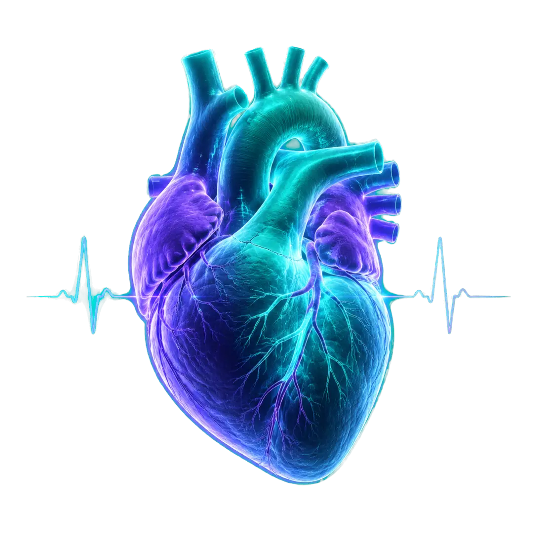Heart and electrocardiogram medical illustration